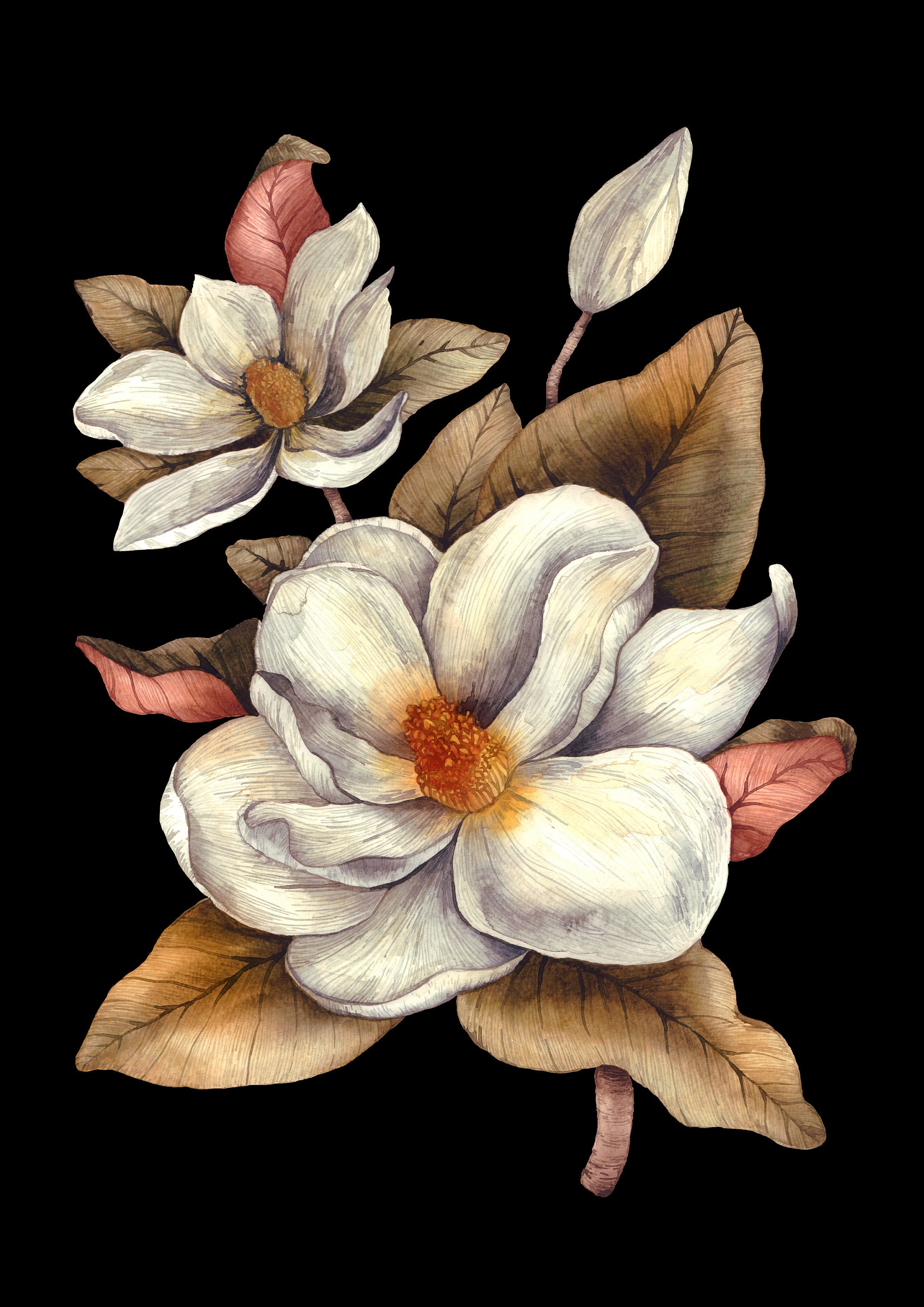 The beginning magnolia image